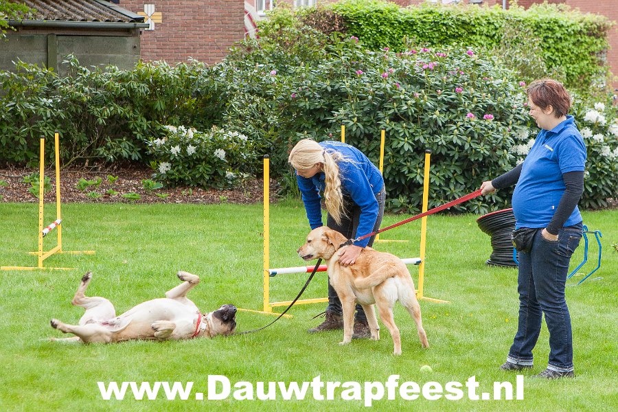 IMG 7004 Dauwtrapfeest 2015 DezeFoto